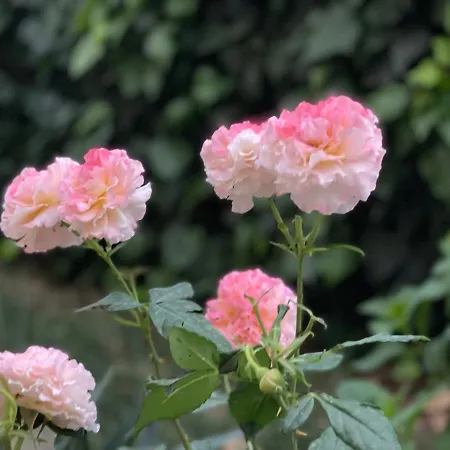 Chestnut Yard 公寓 *