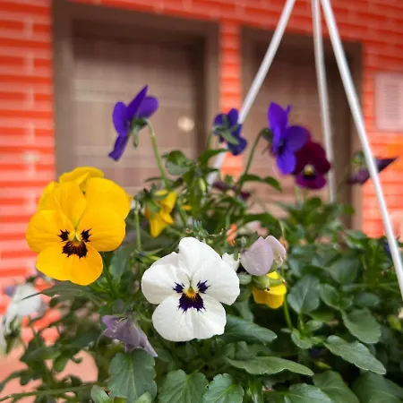 Chestnut Yard * 地拉那